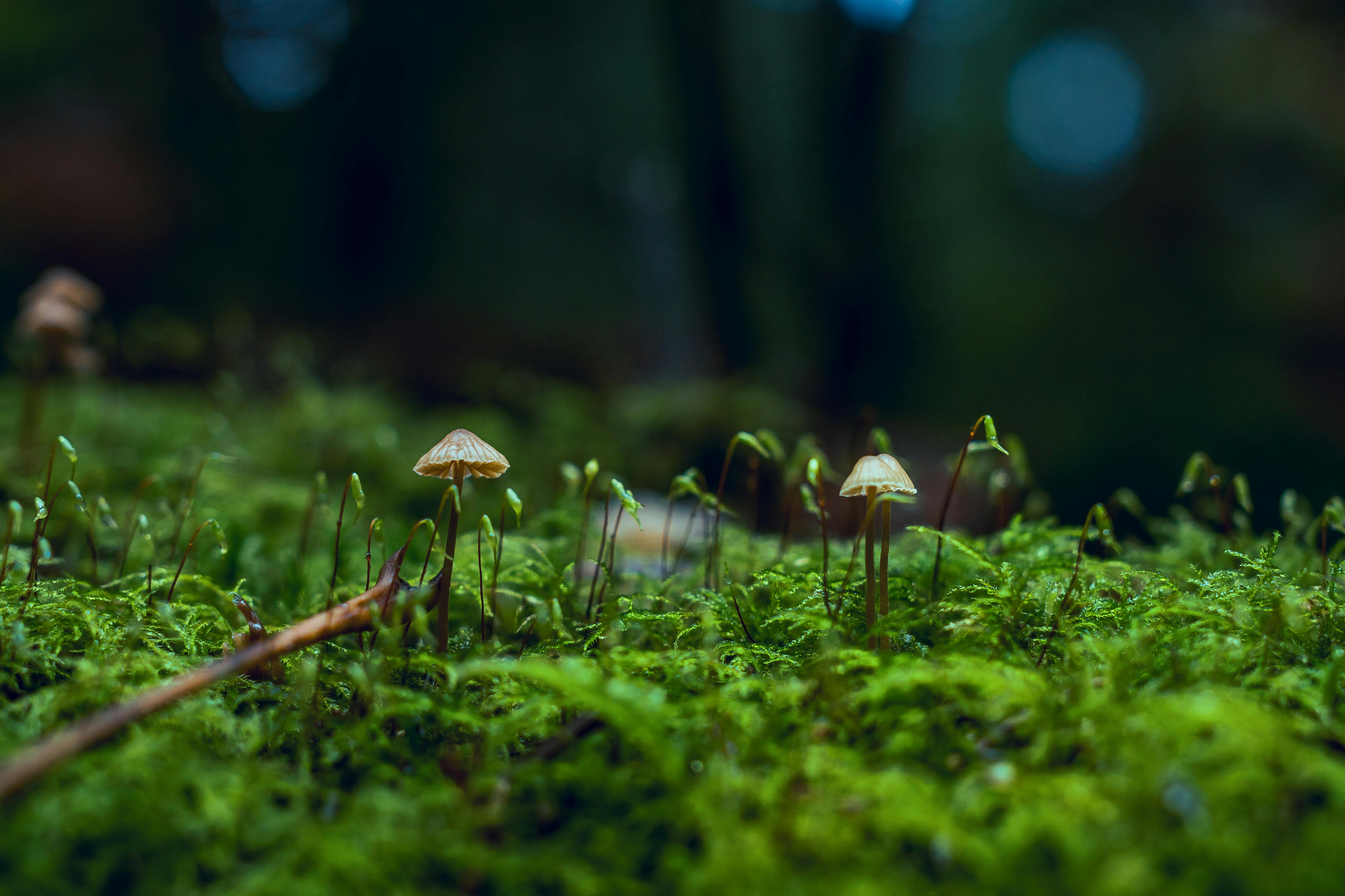 Rhizomatic Trust: Why Deleuze and Guattari Were Right About Decentralized Systems