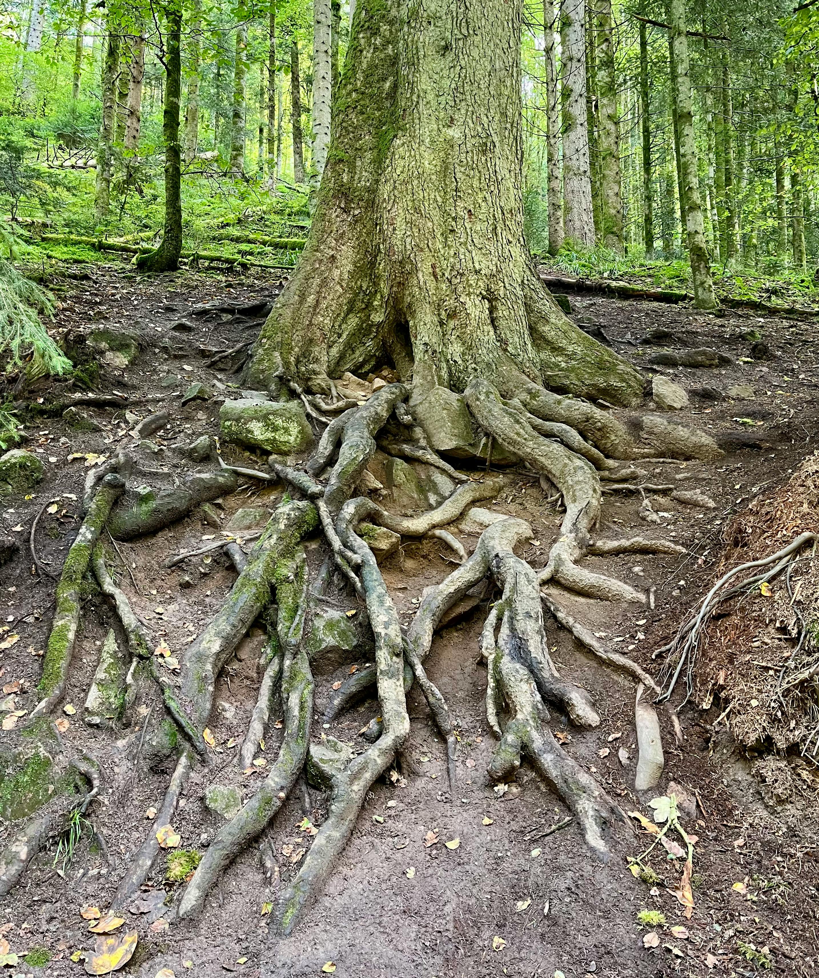 Now We're Writing WIMSE on Our Lintels?